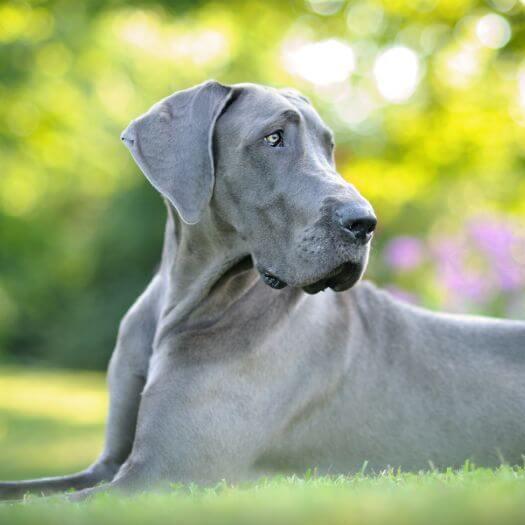 Grey Great Dane lying on the grass