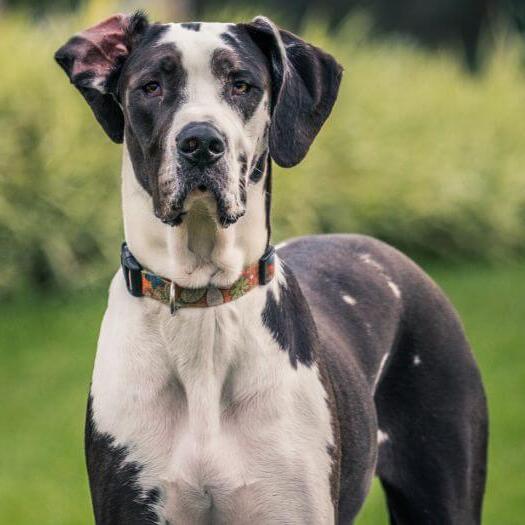 Great Dane standing on the grass