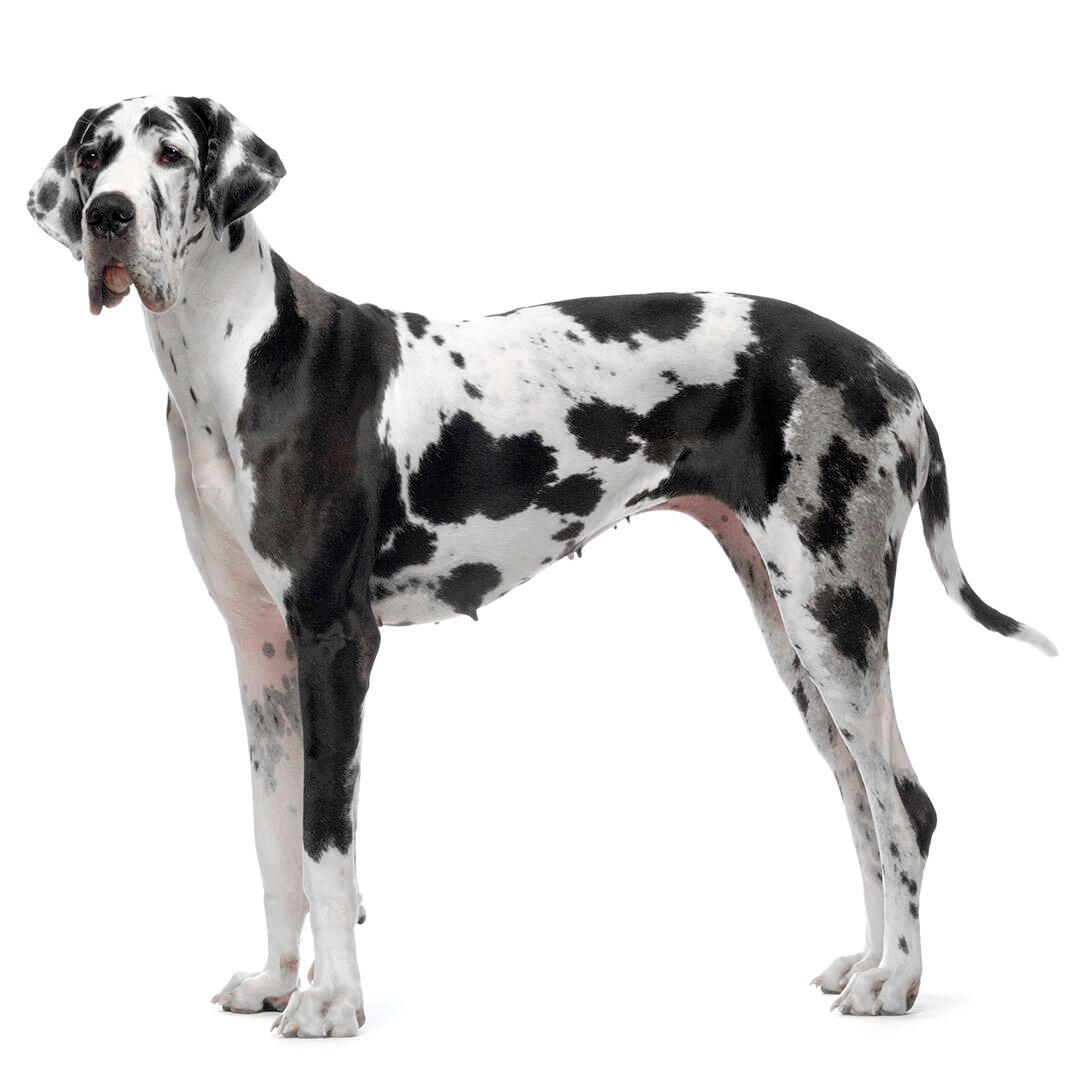 Great Dane Dog Breed