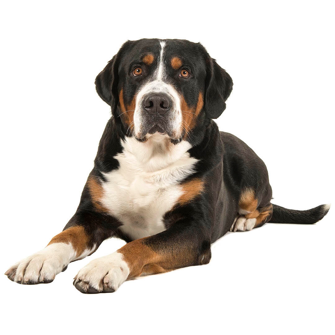 Great Swiss Mountain Dog Breed