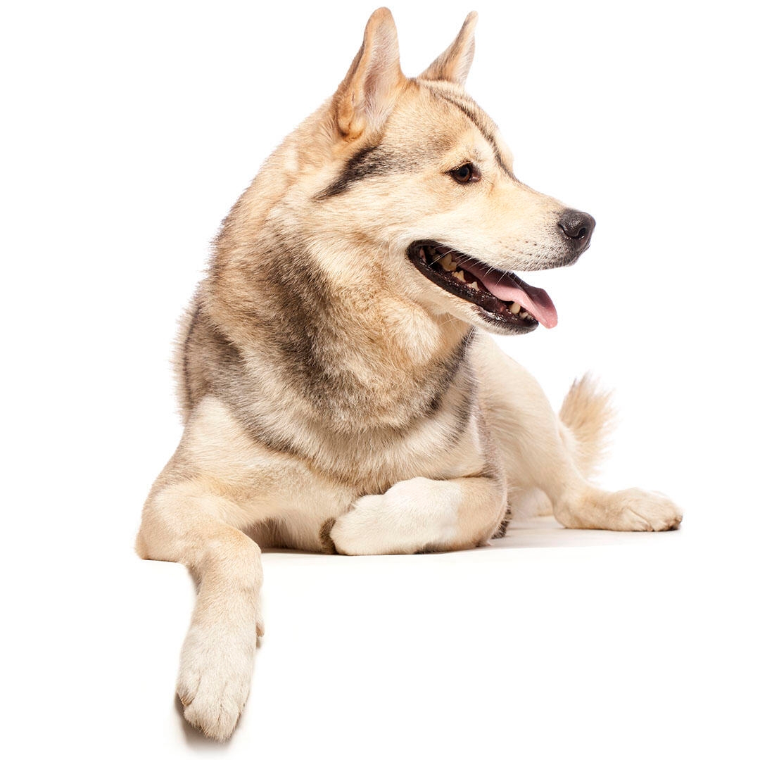 Greenland Dog Dog Breed Information | Purina