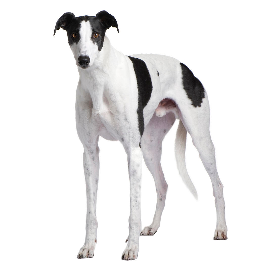 Greyhound Dog Breed