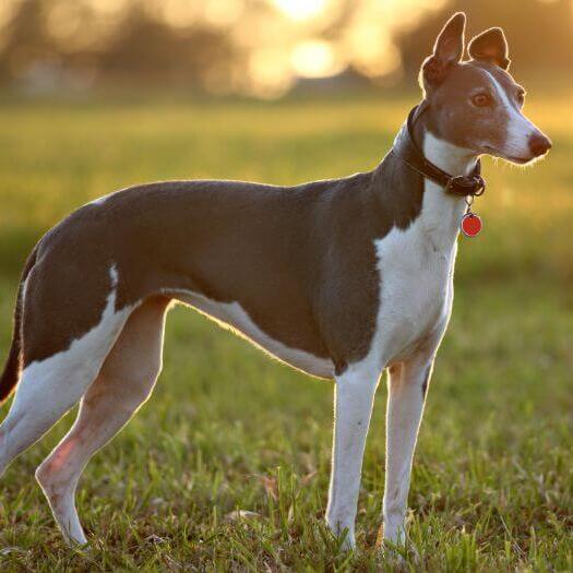 Greyhound is standing in the field in a warm summer evening