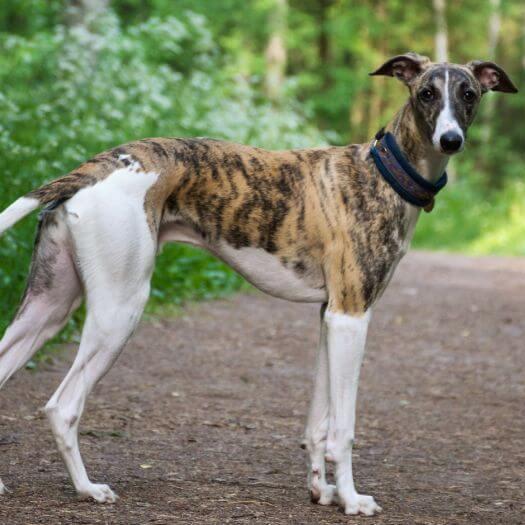 Greyhound is walking in the forest