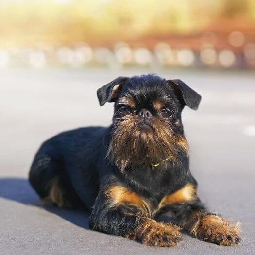 Griffon Bruxellois is lying on the road