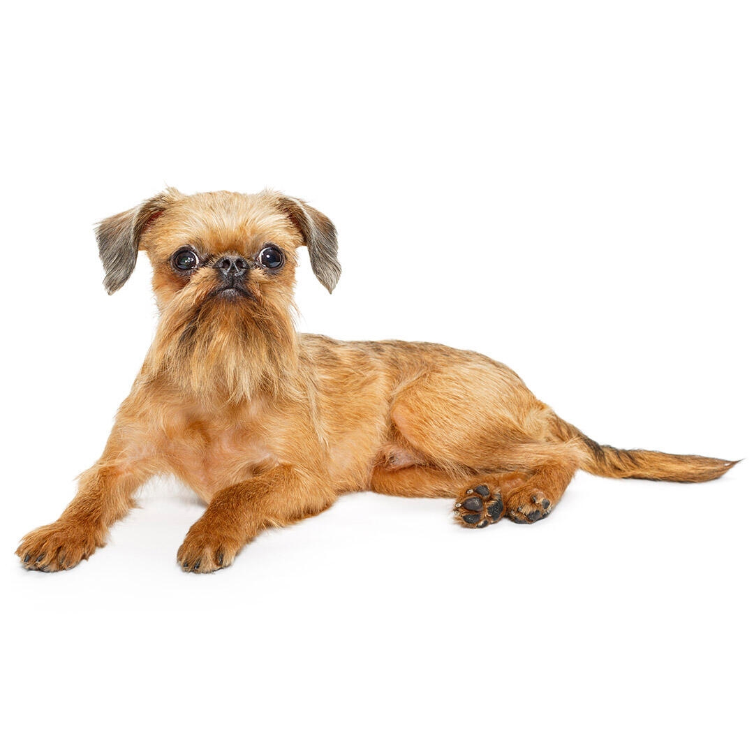 Griffon Bruxellois Dog Breed