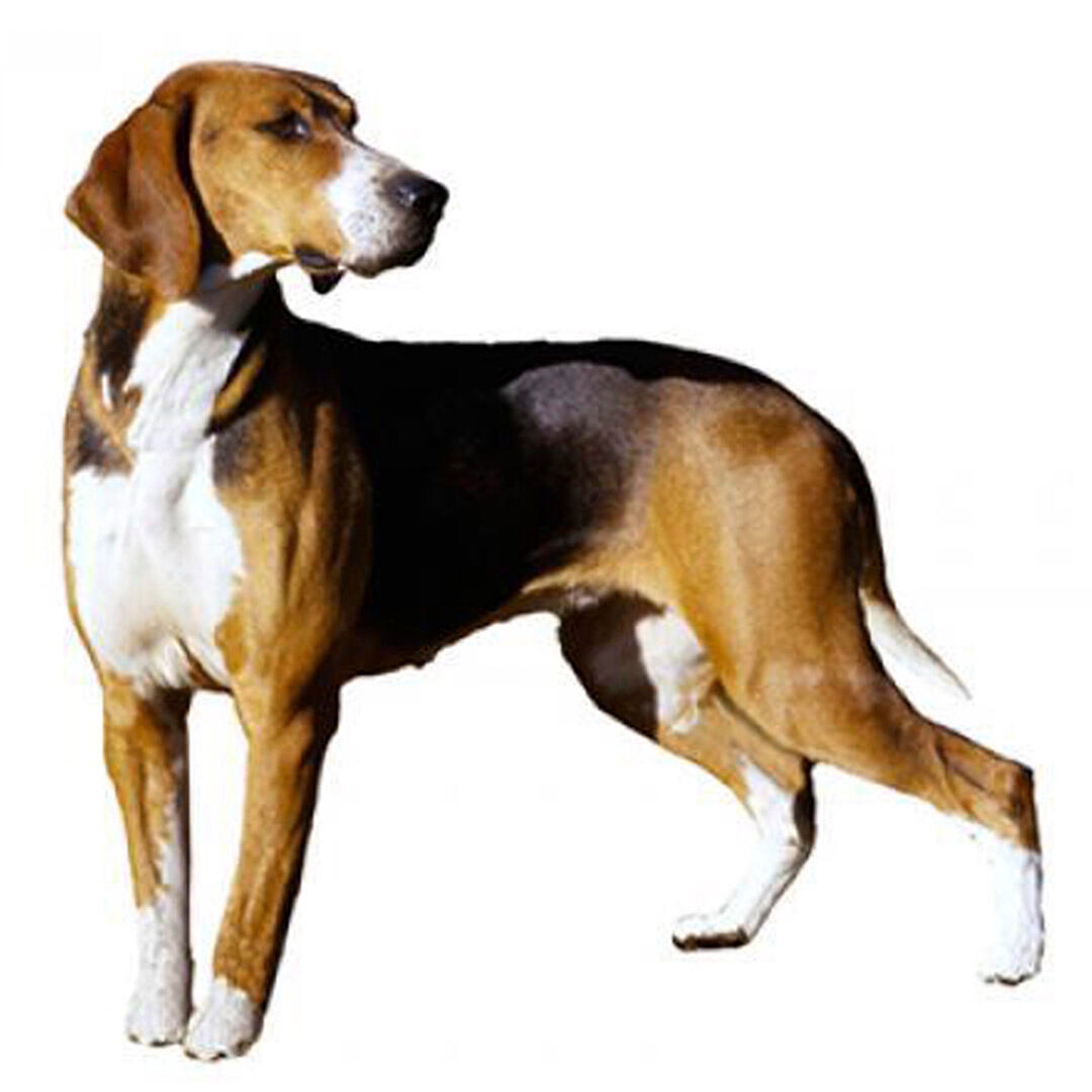 Hamiltonstovare Dog Breed