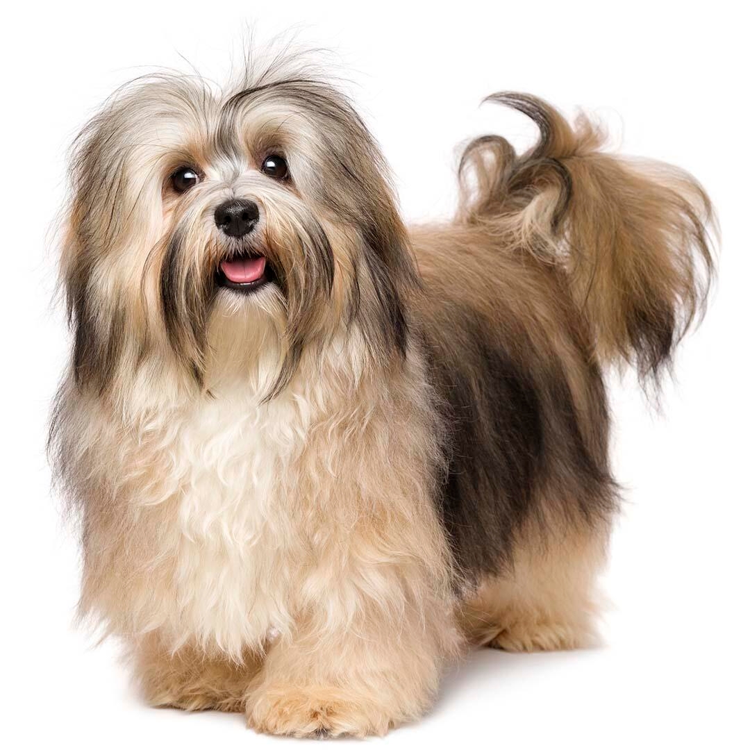 Havanese Dog Breed