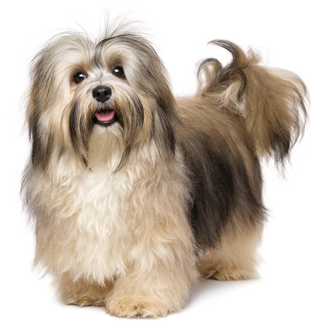 Havanese Dogs Buy Havanese Dog Puppies For Sale In Delhi NCR India Havanese Dogs Buy Havanese Dog Puppies For Sale In Delhi NCR India