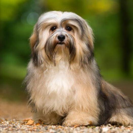 Dog standing in the park