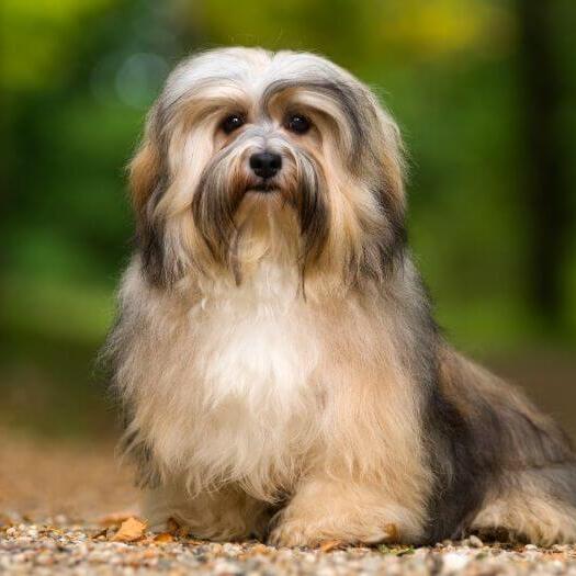 Dog standing in the park