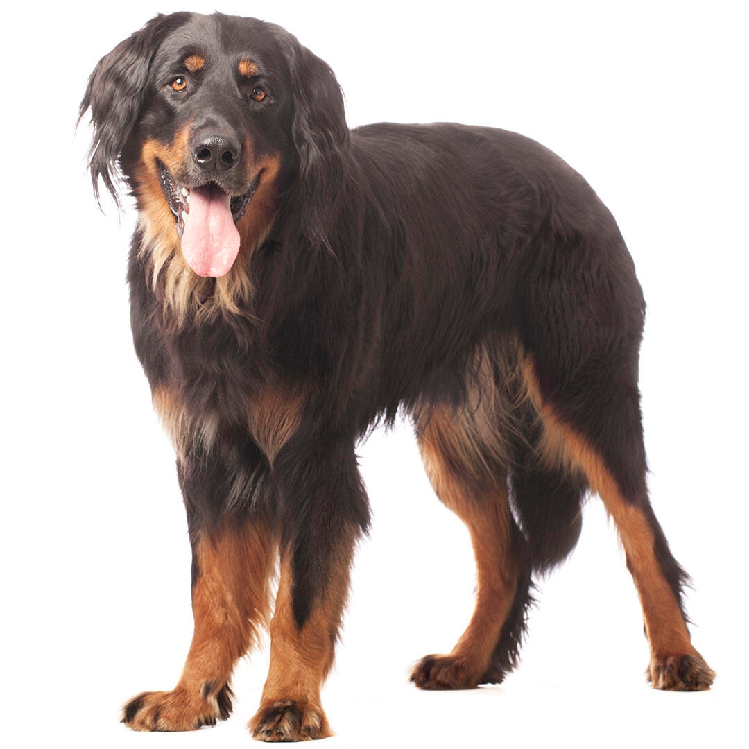 Hovawart Dog Breed