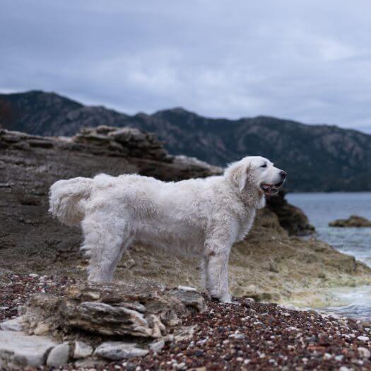 Hungarian Kuvasz is standing on the beach by the lake