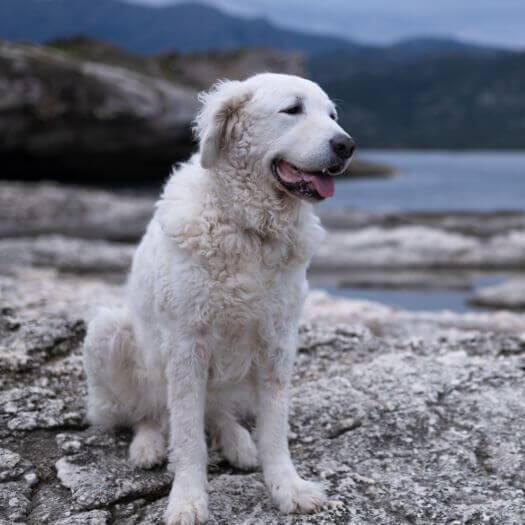 Hungarian Kuvasz is standing on the beach by the lake and forest