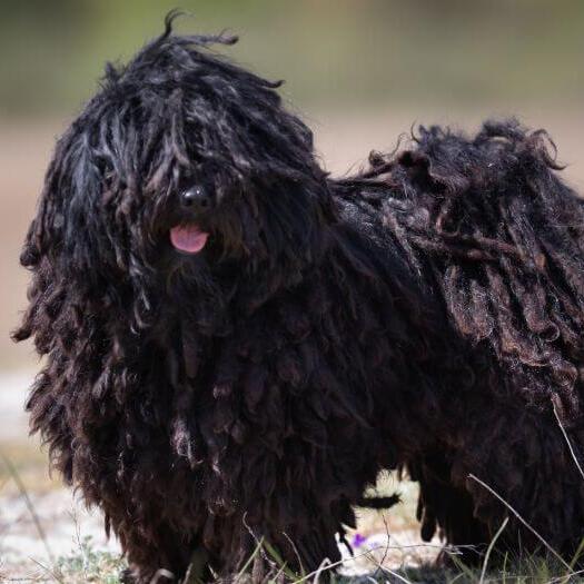 Little Hungarian Puli is standing near the forest
