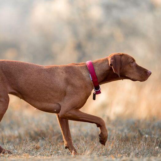 Brown Vizsla walking at field