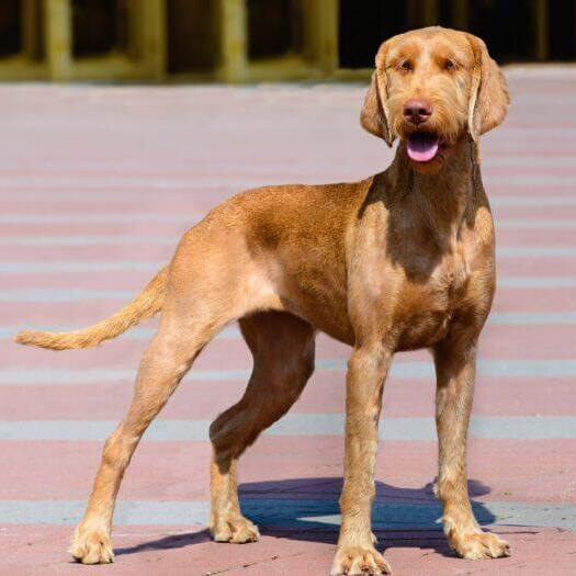 Hungarian Wire Haired Vizsla is walking in the town