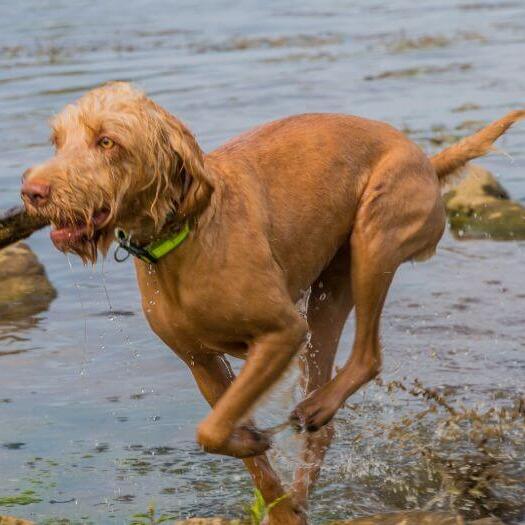 Hungarian Wire Haired Vizsla  is playing and jumping in the river