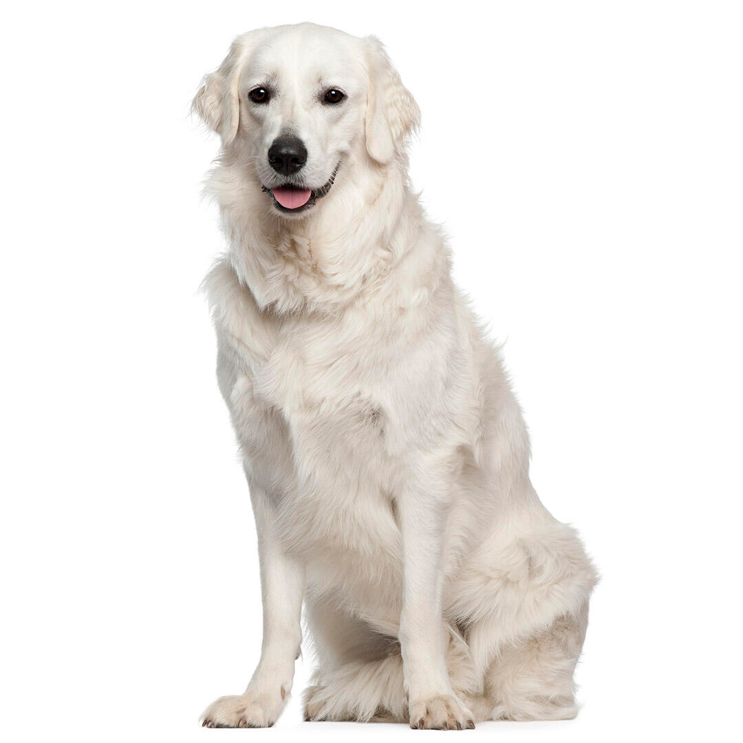 Hungarian Kuvasz Dog Breed