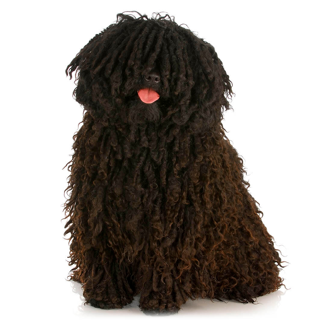 Hungarian Puli Dog Breed Information | Purina