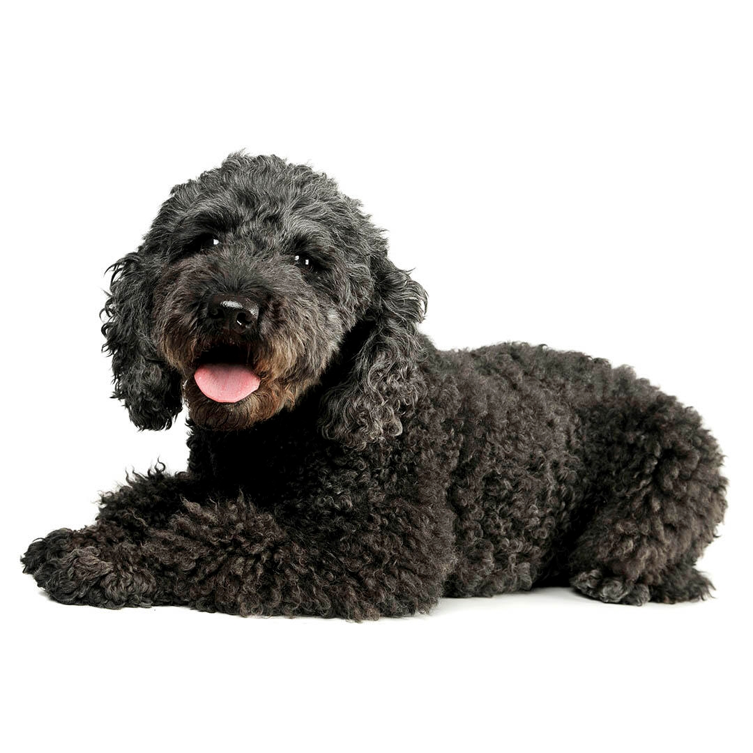 Hungarian Pumi Dog Breed