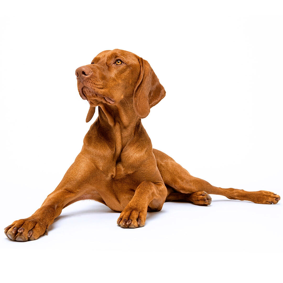 Hungarian Vizsla Dog Breed