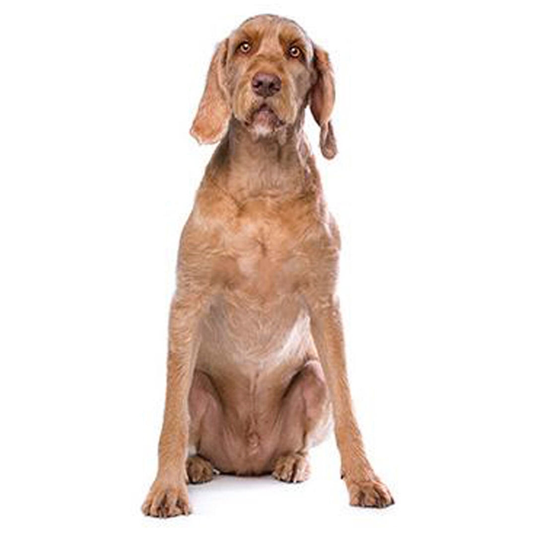 Hungarian Wire Haired Vizsla Dog Breed
