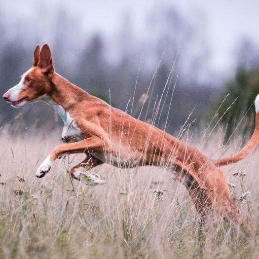 Ibizan Hound is jumping in the field