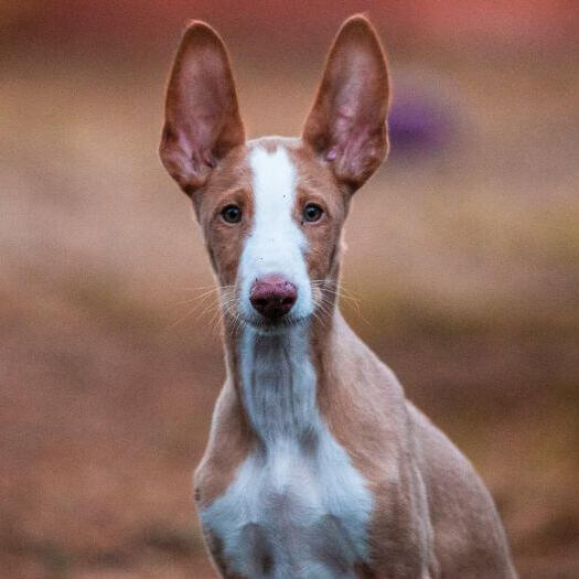 Ibizan Hound is watching someone