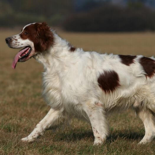 Irish Red & White Setter is running and playing in the garden