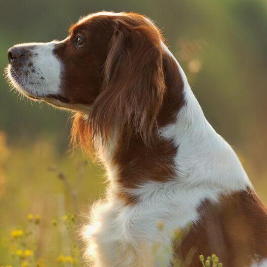 Irish Red & White Setter is standing in the field of flowers
