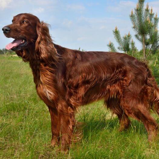 Irish Setter in the field