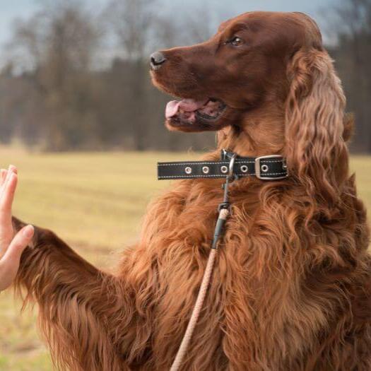 Irish Setter gives paw