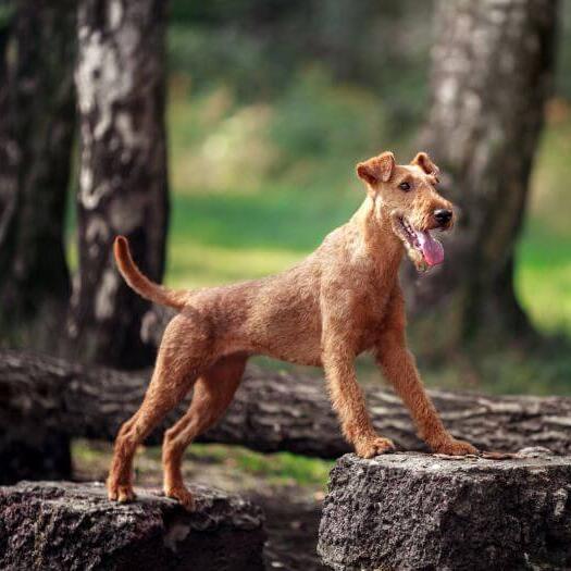 Irish Terrier in the woods