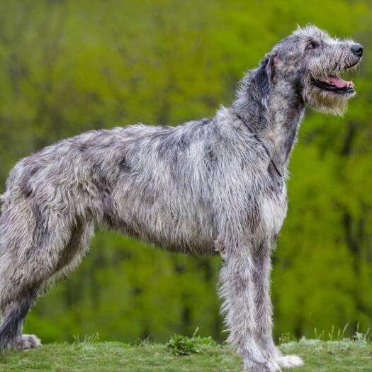 Irish Wolfhound is standing near the forest