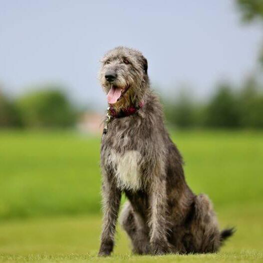 Irish Wolfhound is standing on the grass in a warm spring day