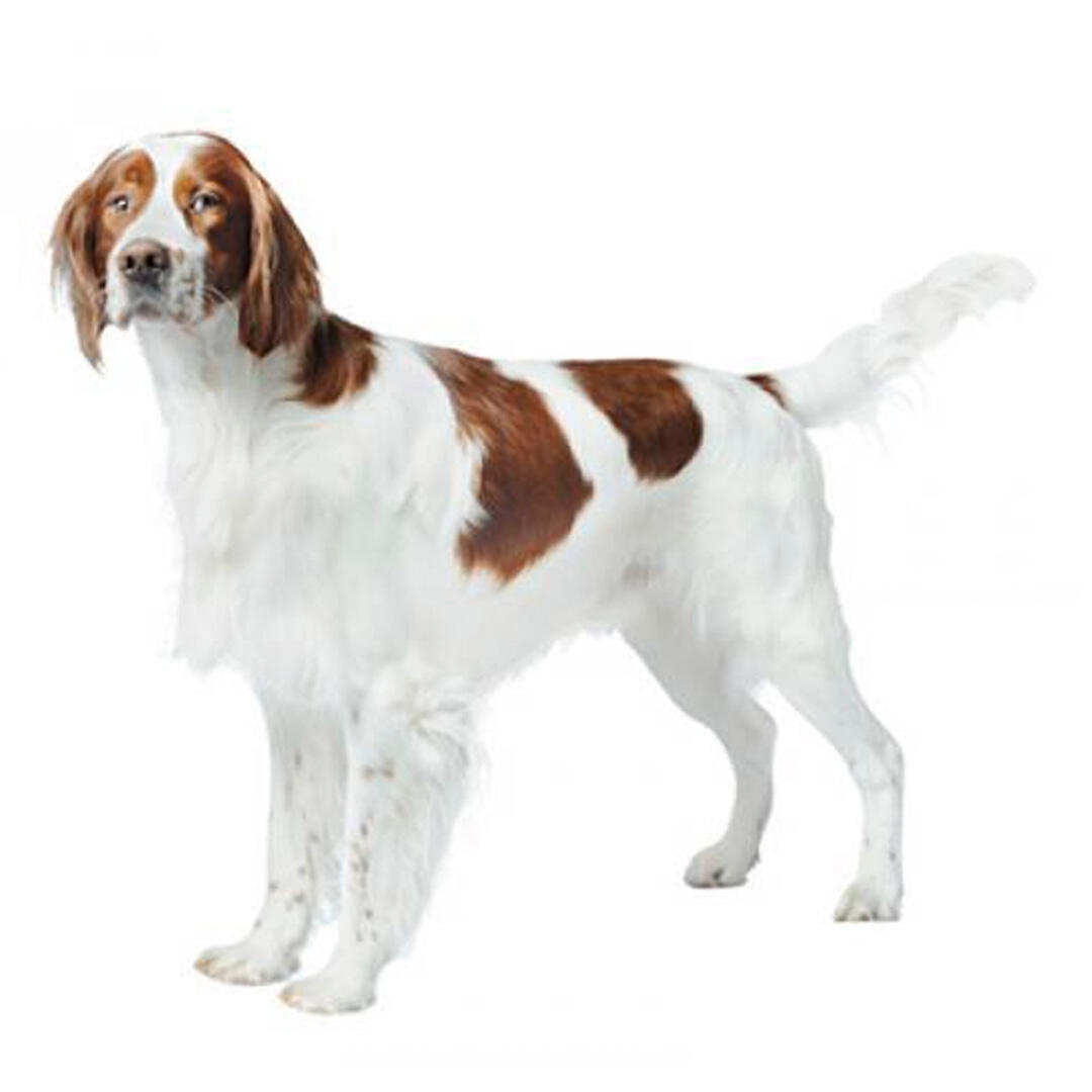 Irish Red and White Setter Dog Breed