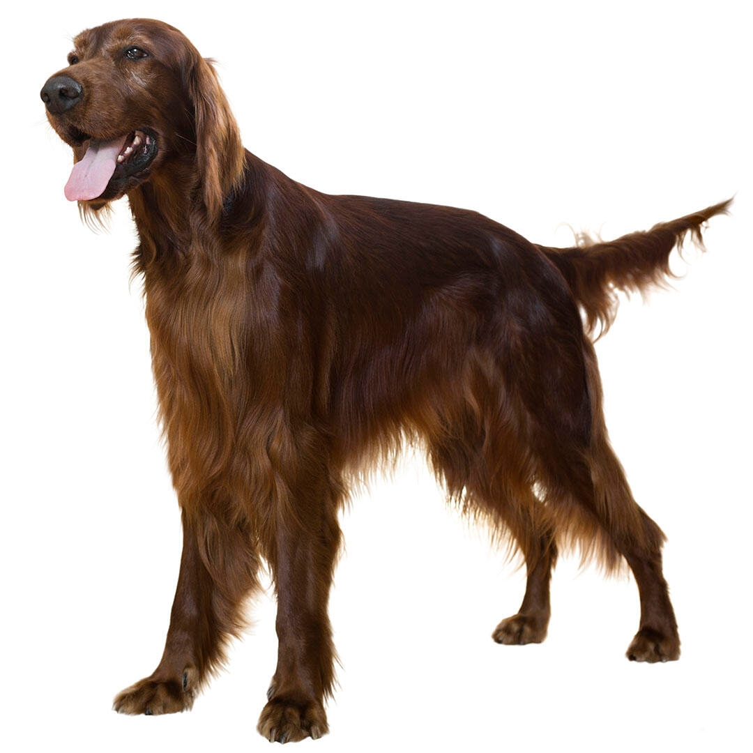 Irish Setter Dog Breed