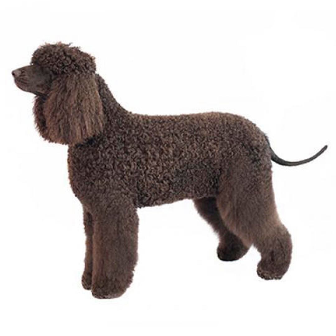 Irish Water Spaniel Dog Breed