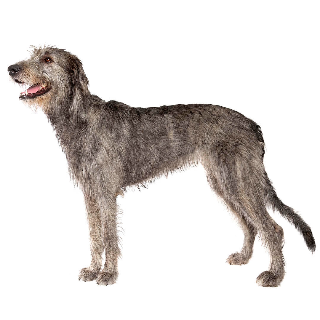 how much does an irish wolfhound cost