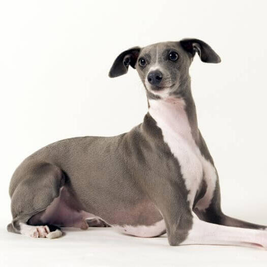 Italian Greyhound Dog Breed