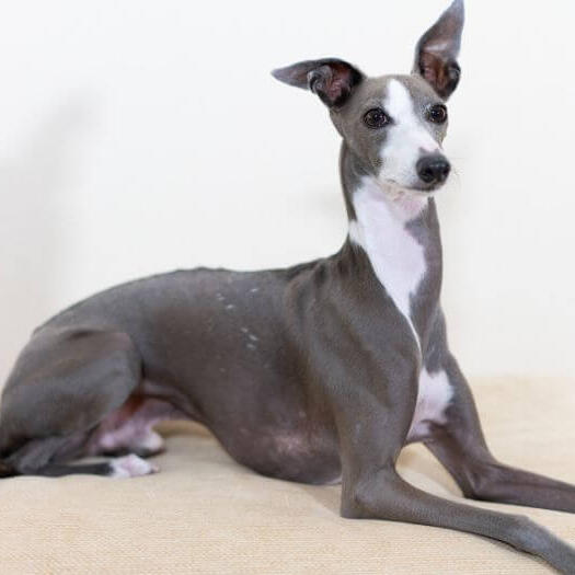 are italian greyhounds good pets