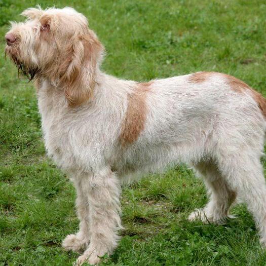 Italian Spinone standing on the grass