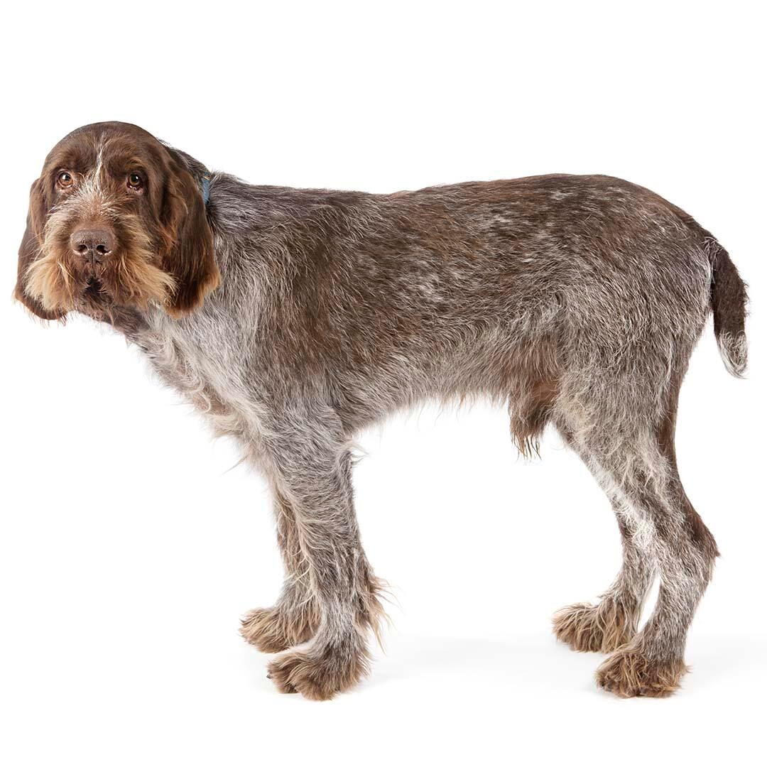 Italian Spinone Dog Breed