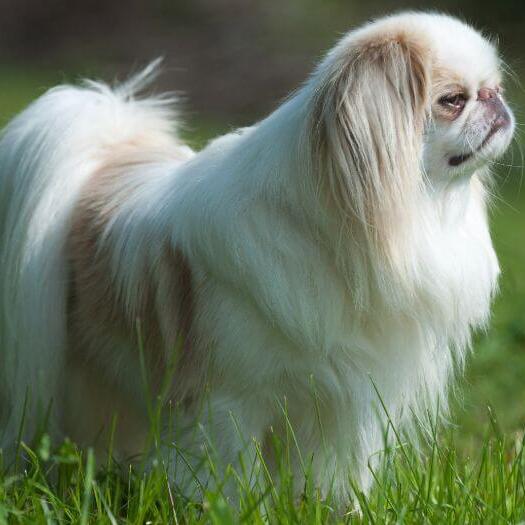 Japanese Chin standing in the grass