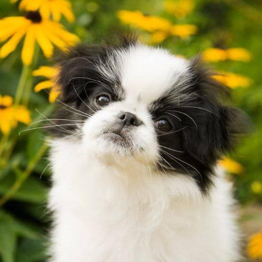 Japanese Chin with yellow flowers