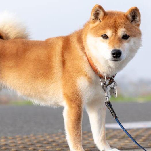 Japanese Shiba Inu is standing near the fields