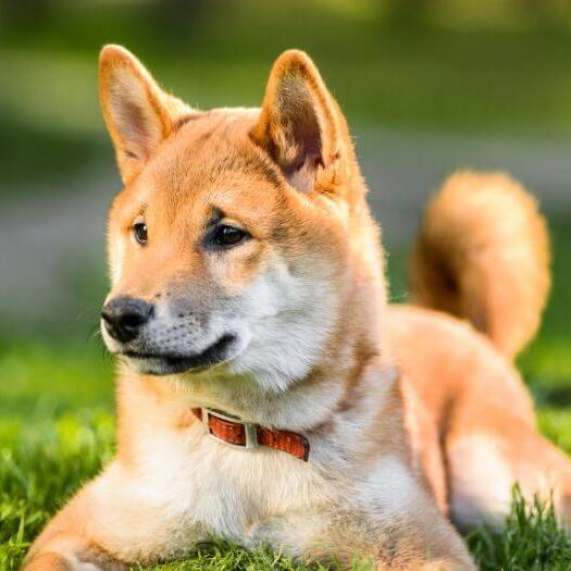 Japanese Shiba Inu is lying on the grass