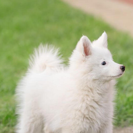 Japanese Spitz looking into the distance