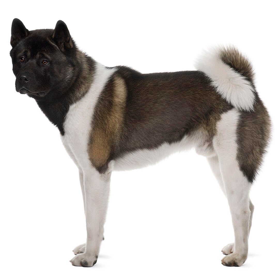 Japanese Akita Dog Breed